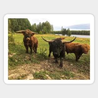 Scottish Highland Cattle Bulls 2090 Sticker